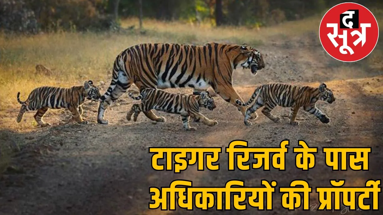 tiger reserve ifs
