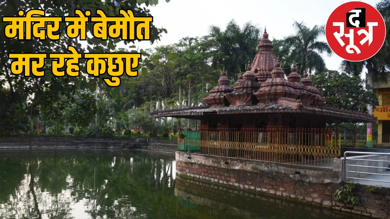 Death of turtles in Mahamaya temple Ratanpur Bilaspur the sootr