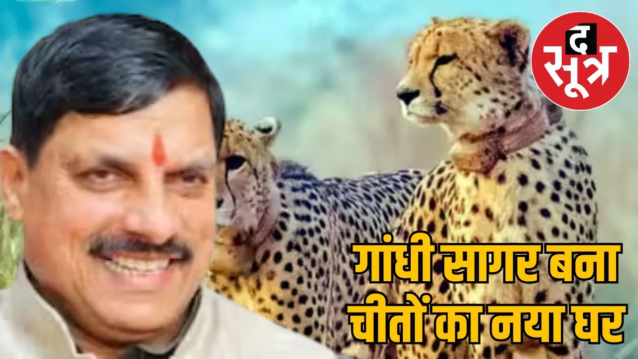 cheetahs-released-gandhi