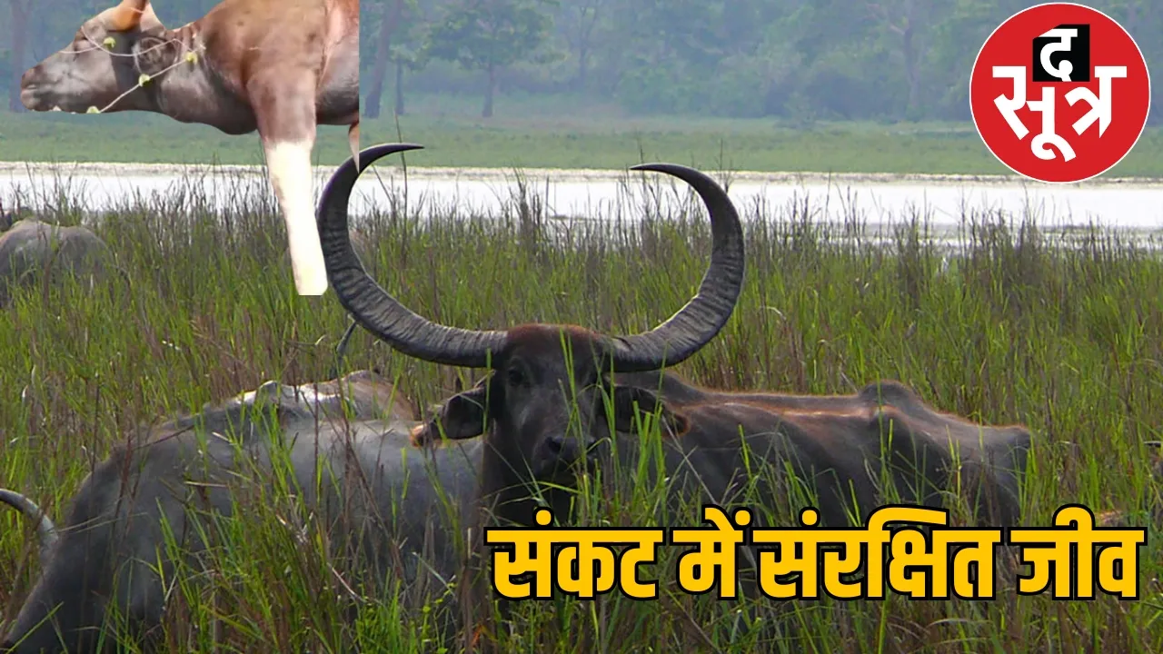 State animal forest buffalo hunted using electric current the sootr