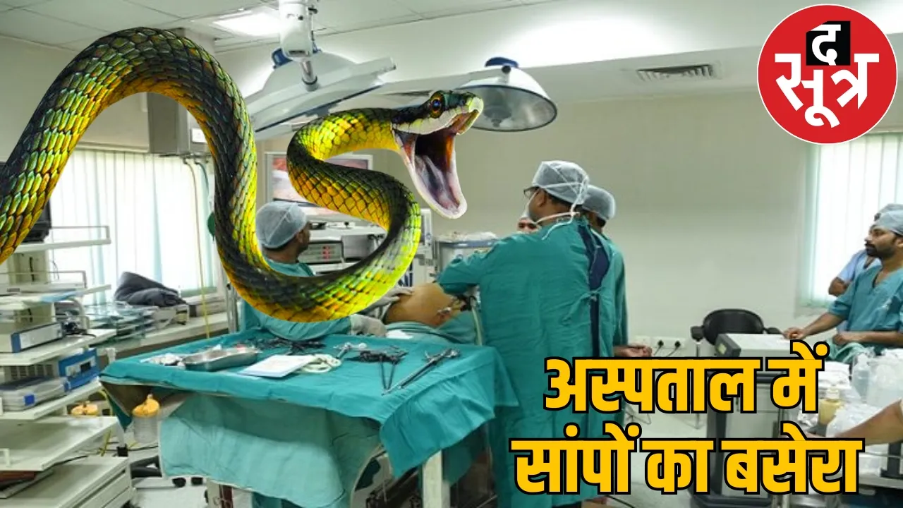 snake came out of operation theatre hospital raigarh the sootr