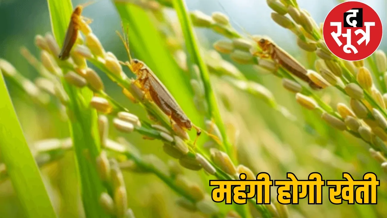 The price of paddy seeds increased the sootr
