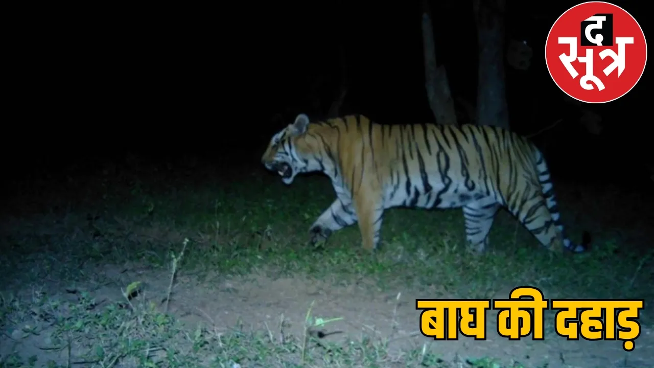 Tiger returns to Udanti after two and a half years happiness in forest department the sootr