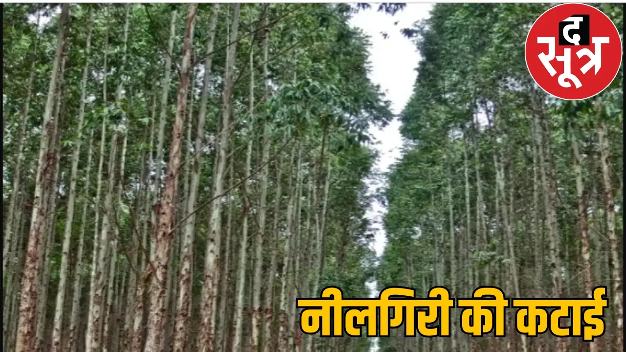 Indiscriminate cutting eucalyptus trees Congress allegation government the sootr