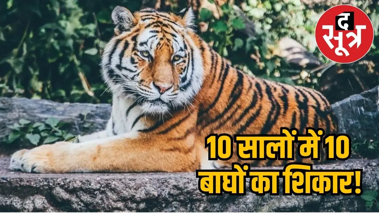 Tiger smuggling in MP 