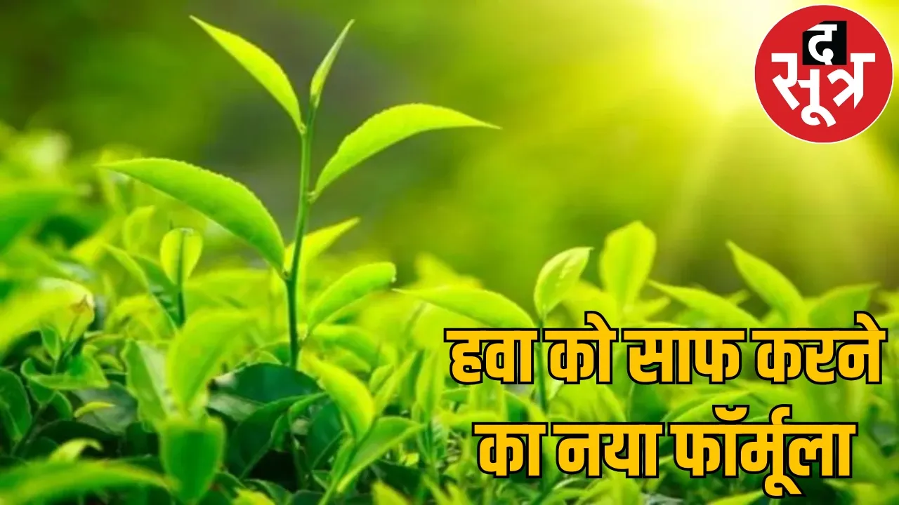 Plants worth 1.5 crores planted on paper clean air
