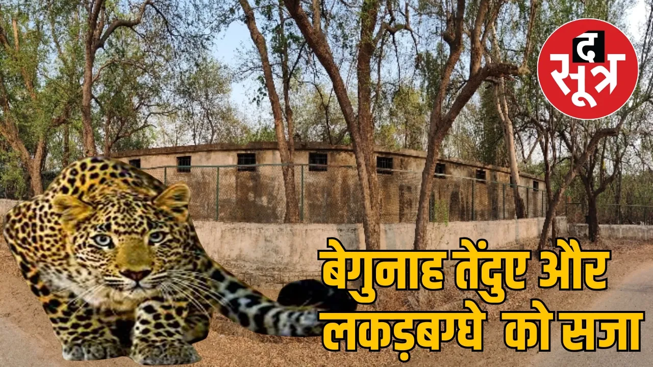 Leopard and hyena are imprisoned in Raipur Nandanvan for eight years the sootr