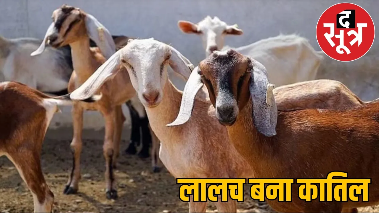 greed for goats goat theft murder sitapur chattisgarh  the sootr