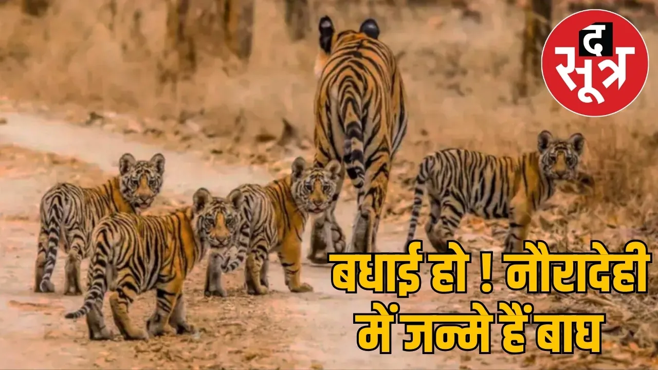 Tigress seen playing with newborn cubs in Tiger Reserve