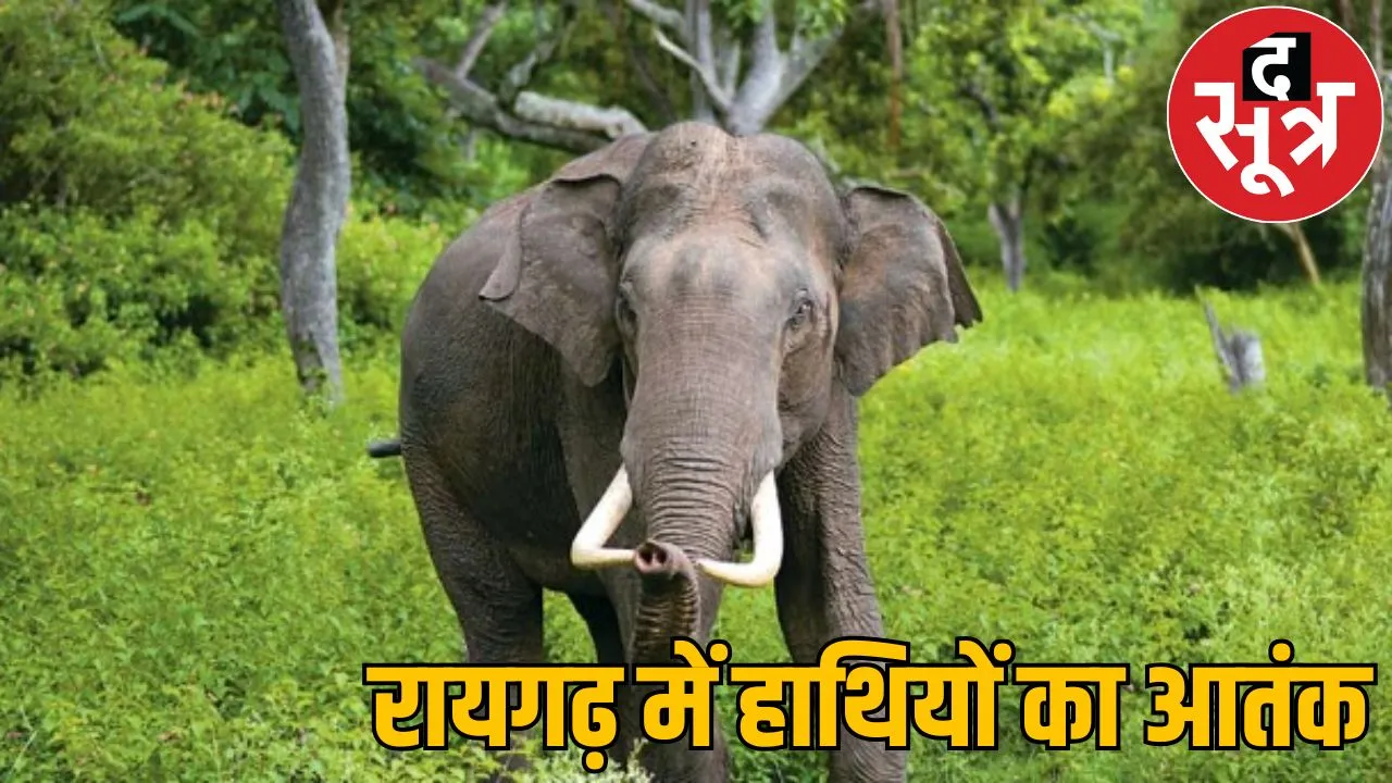 elephant got angry crushed two women to death raigarh
