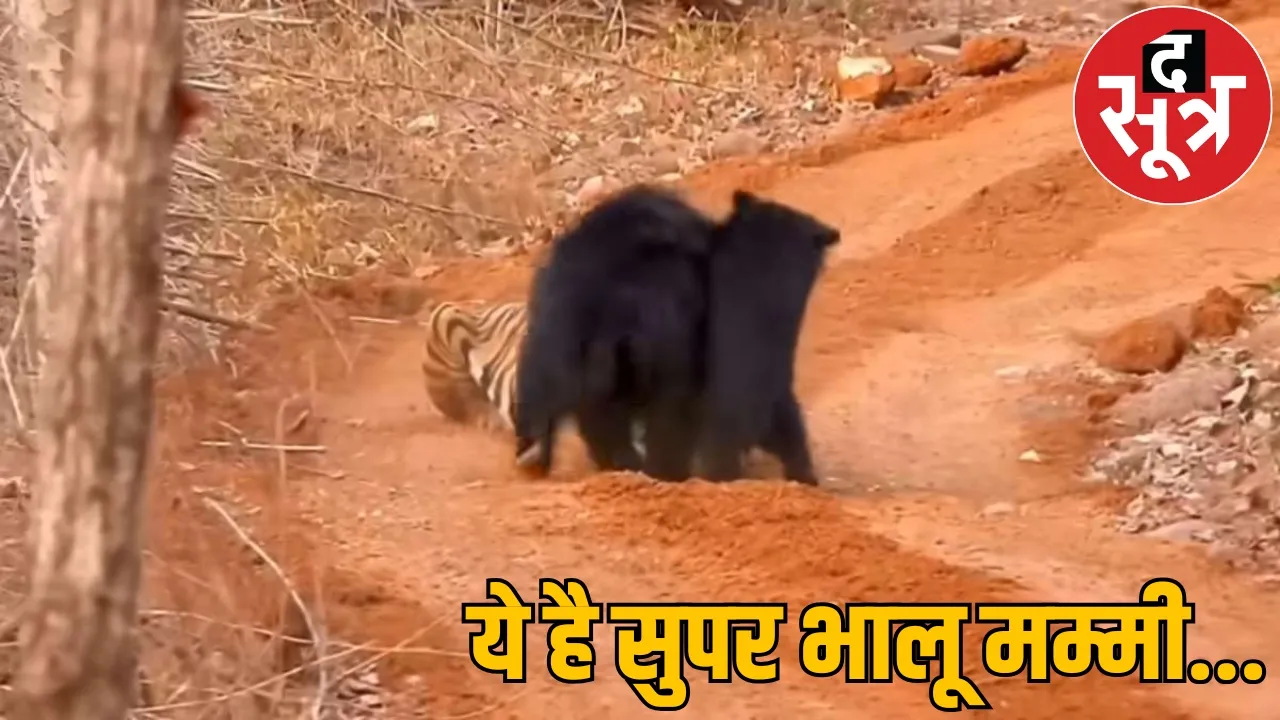 female bear clashed with tiger to save her child abujhmad the sootr