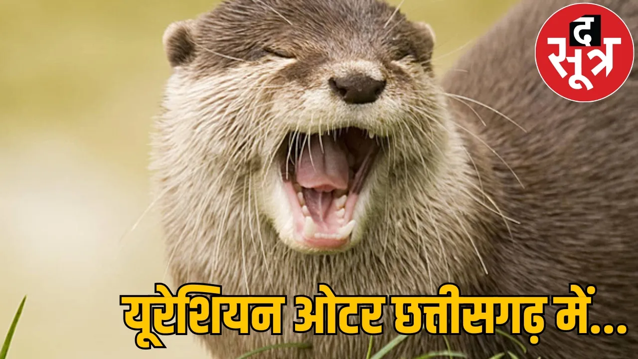 Eurasian Otter seen in Udanti-Sitanadi Tiger Reserve