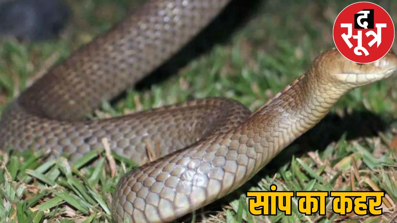 Two brothers died due to snake bite mother broke down inconsolably koria