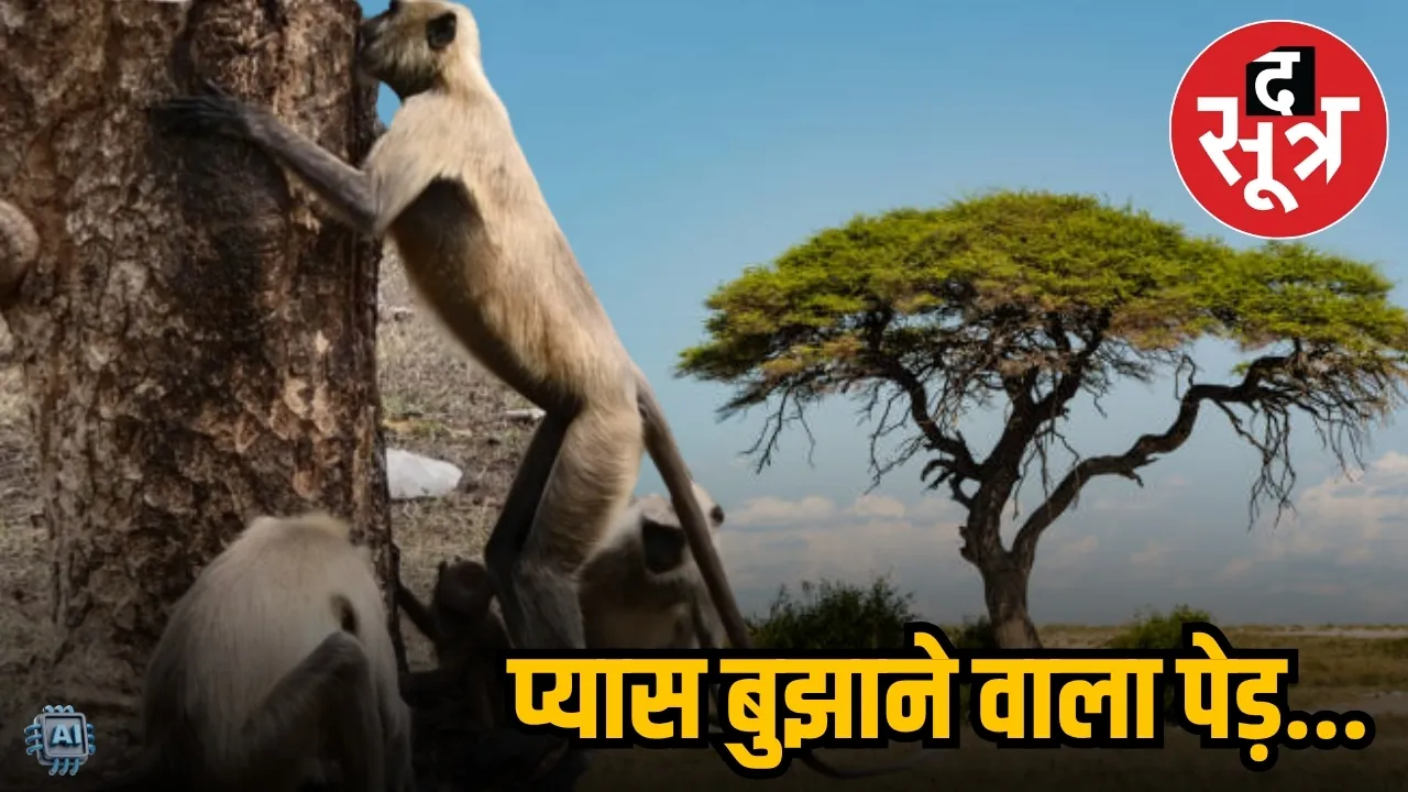 mp mopen tree 