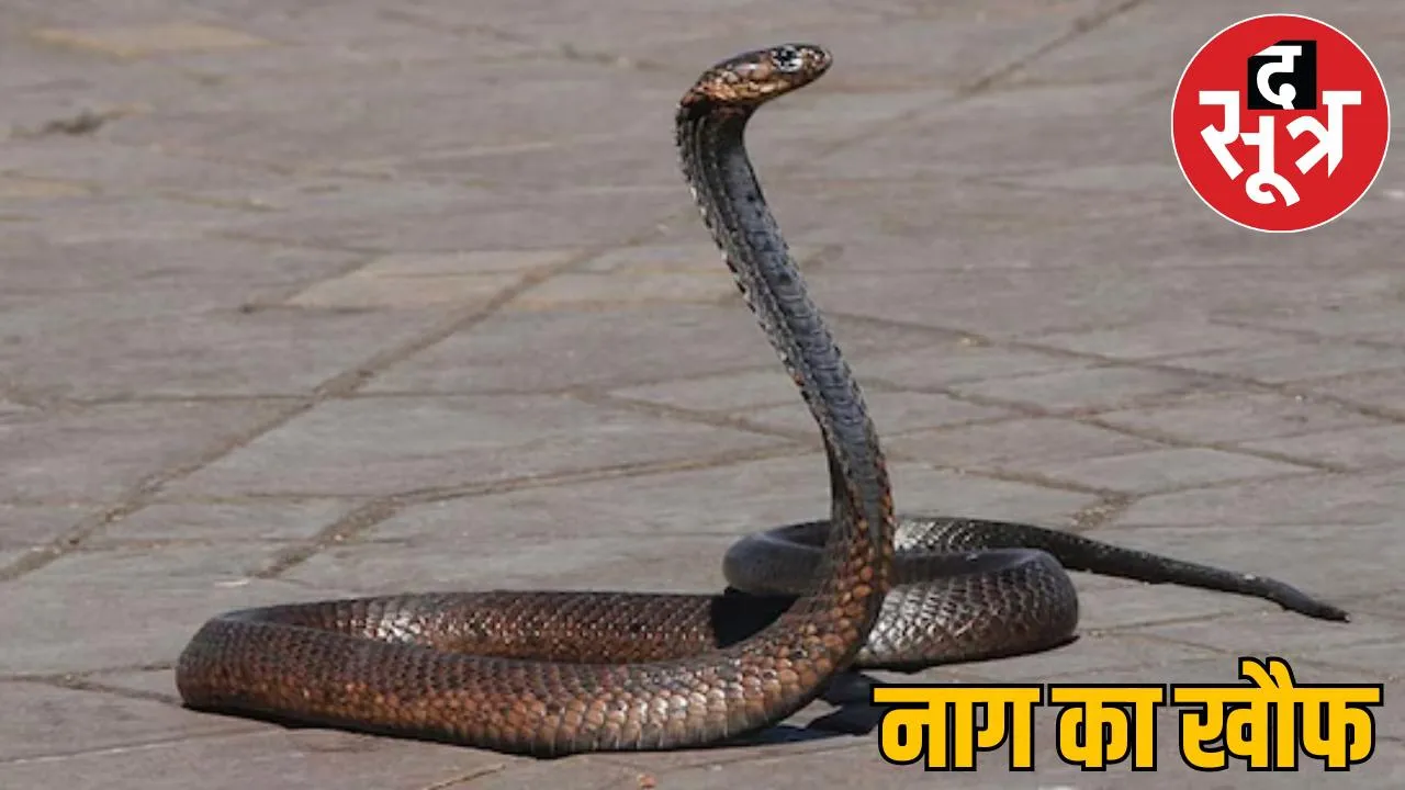 5 feet long snake found in SECL hospital korba people panic