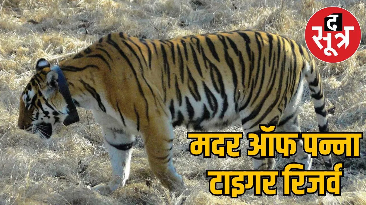 queen Panna Tiger Reserve