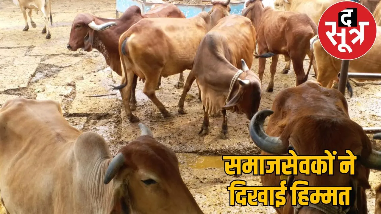 cow smuggling 70 cows freed Cow protectors chattisgarh the sootr