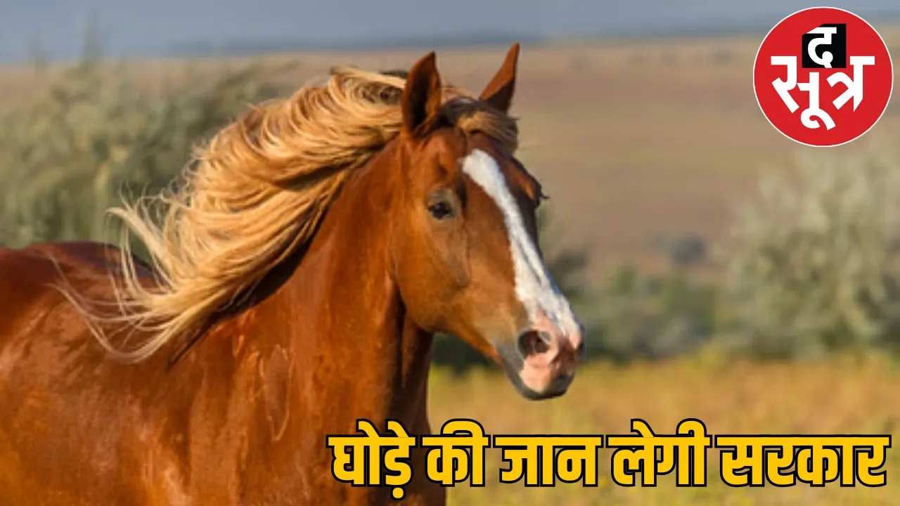 Horses killed by poisoning them State government issued order