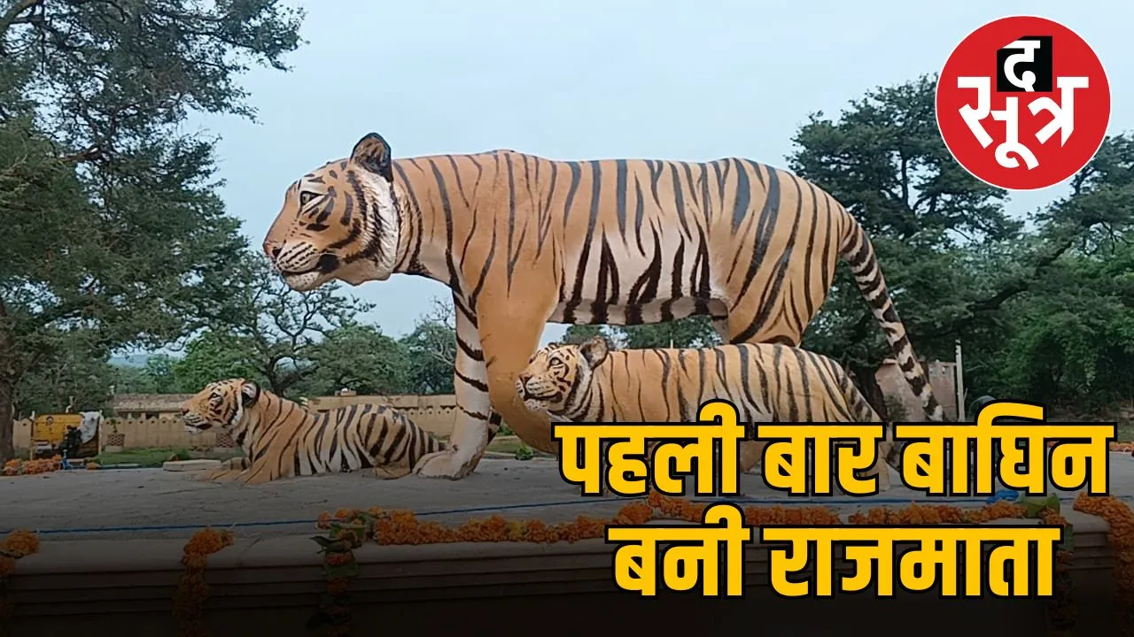 sariska-tiger-reserve-tigress-rajmata
