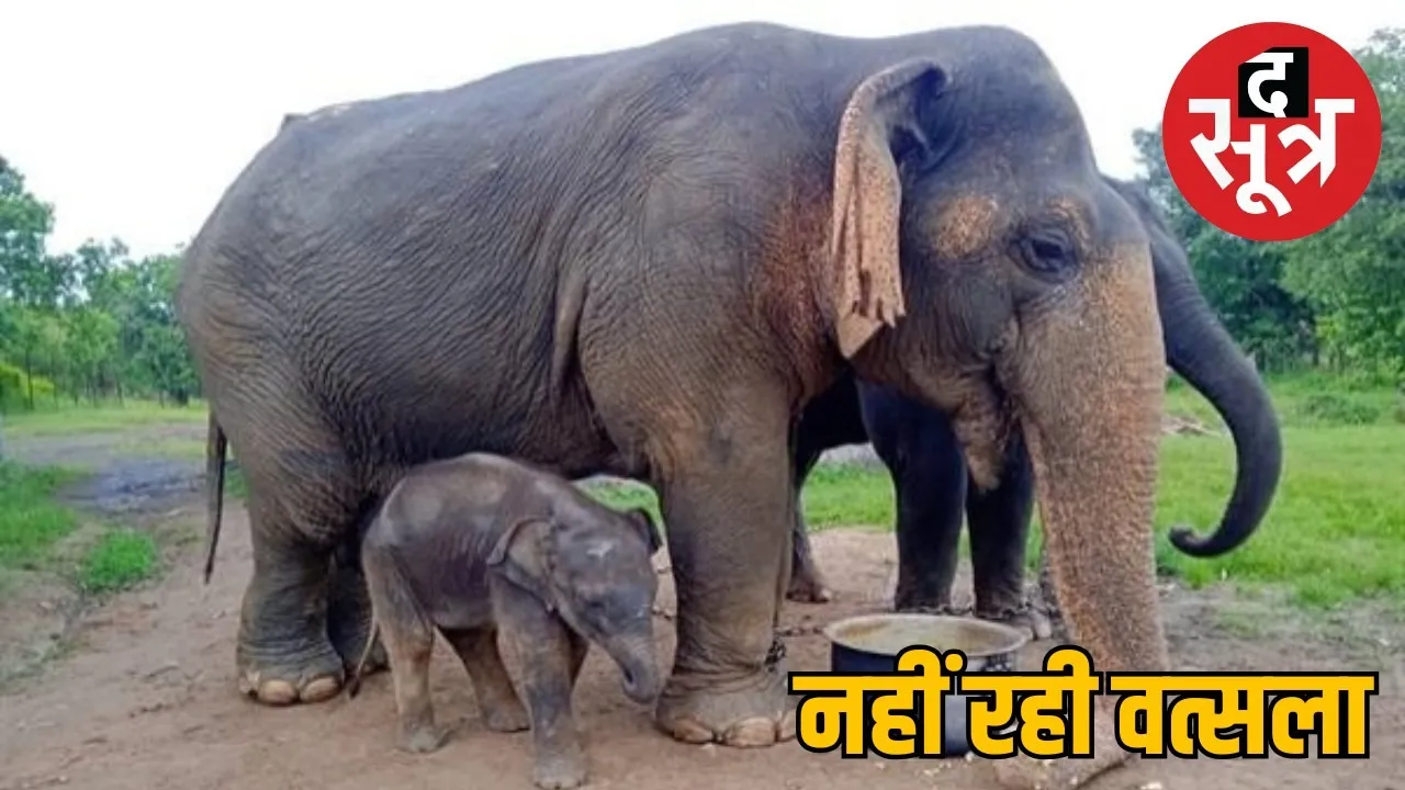 oldest-elephant-vatsala
