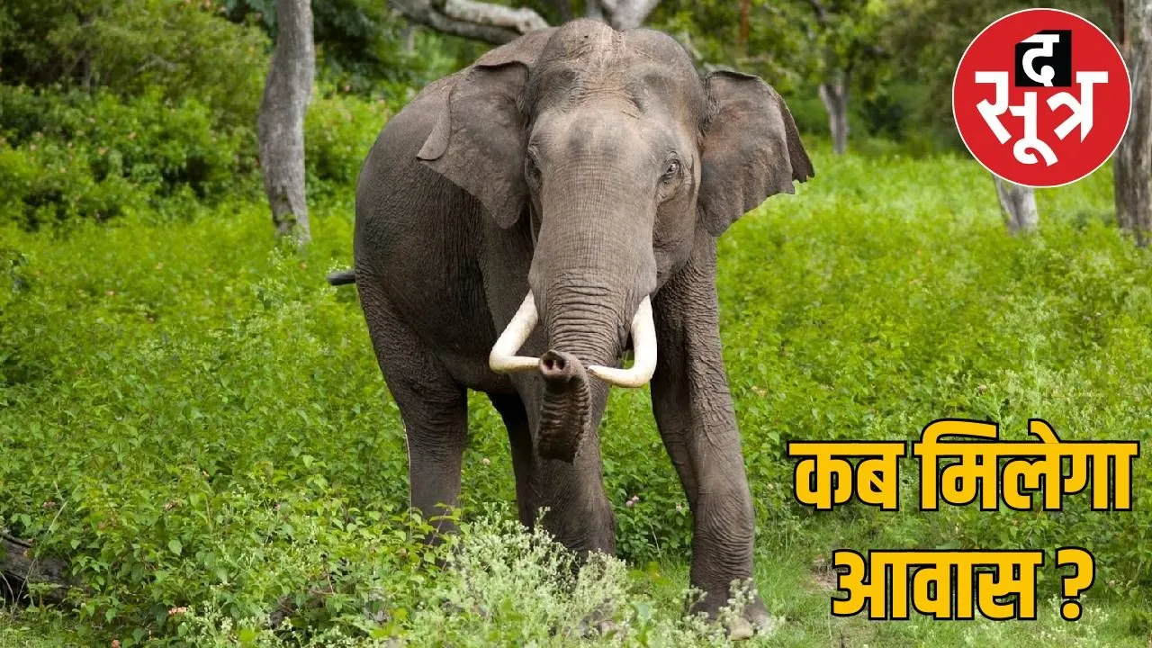 chhattisgarh-humans-elephant-conflict  the sootr