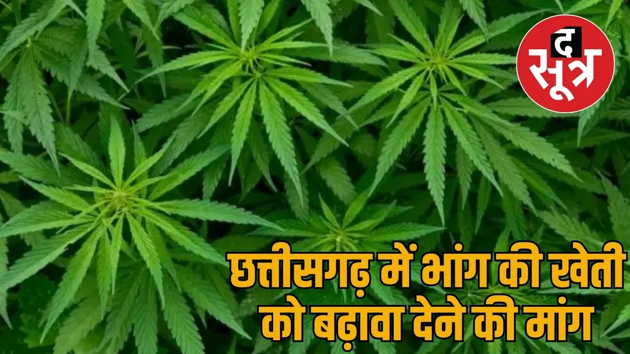 Demand declare cannabis cultivation legal High Court gave decision the sootr