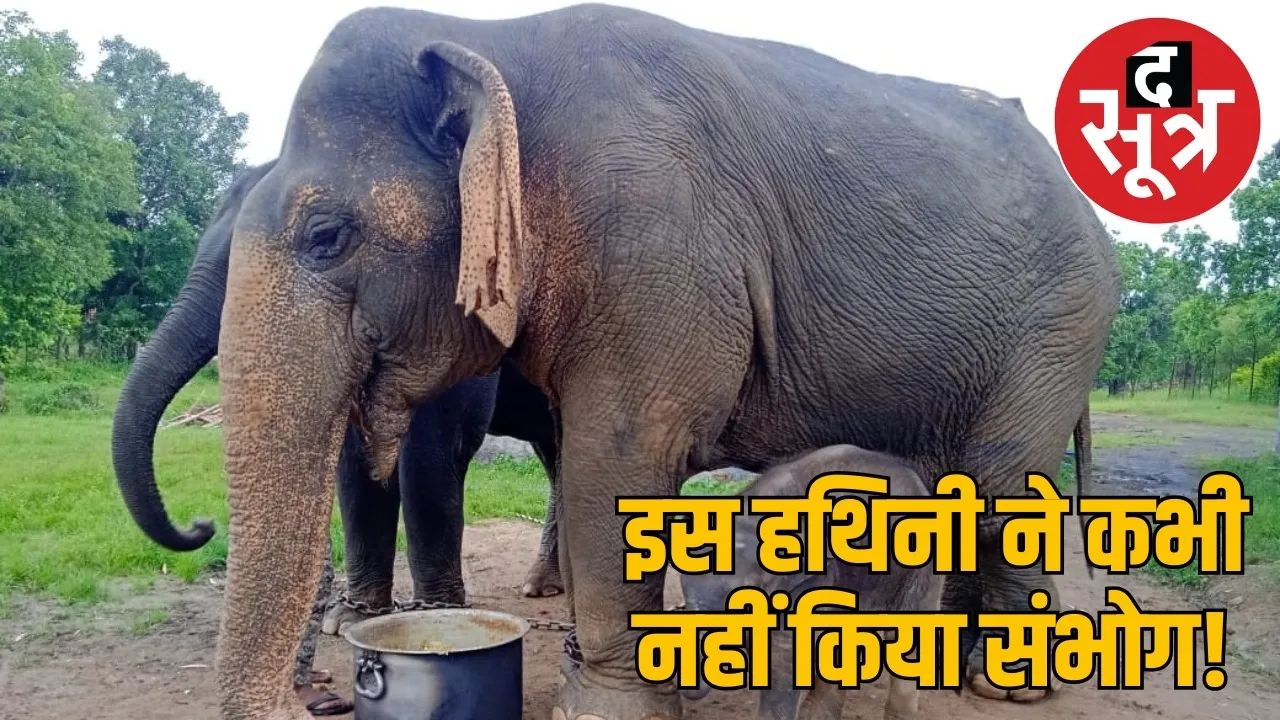 vatsala-elephant-jungle-grandmother-never-mother