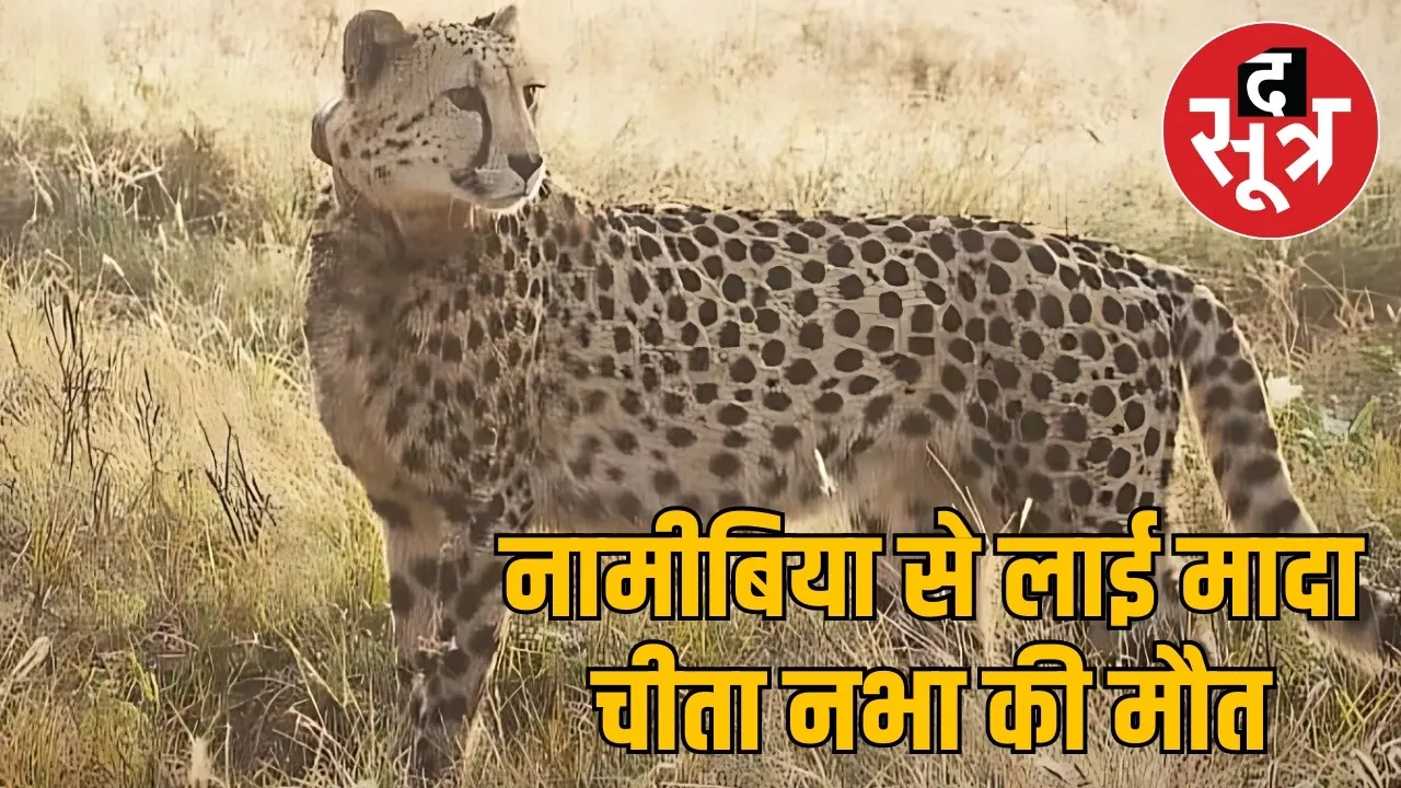 kuno national park cheetah deaths