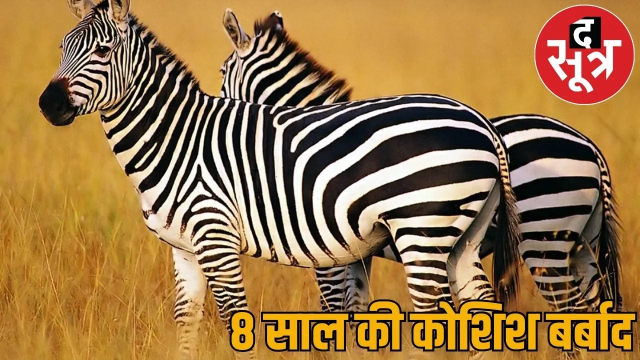 12 crores worth enclosure wasted zebras pair brought giving white bear male died