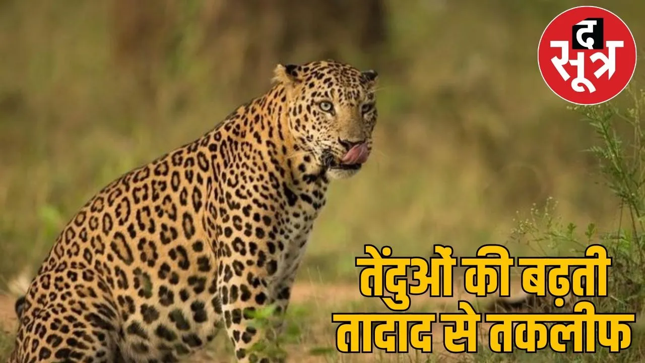 leopards counting1000