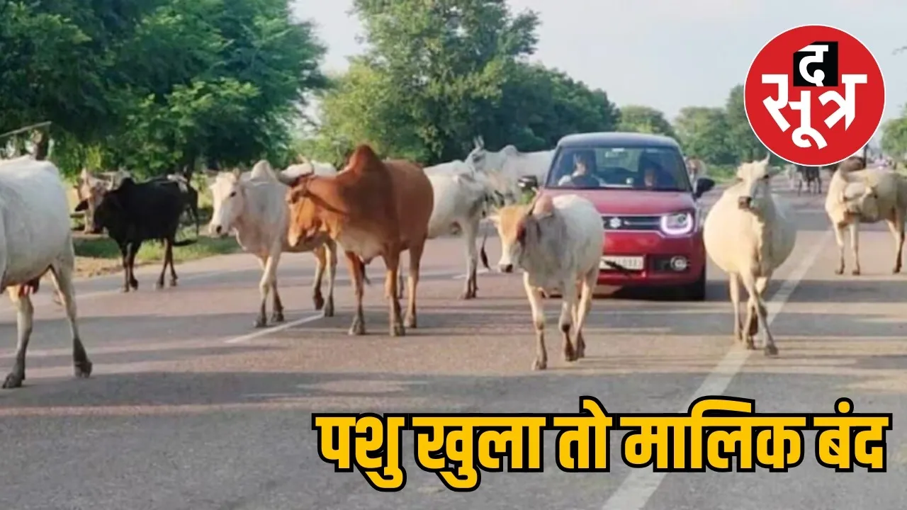 Owners will be punished for leaving animals open on the streets the sootr