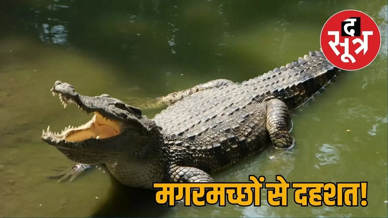 crocodile kota