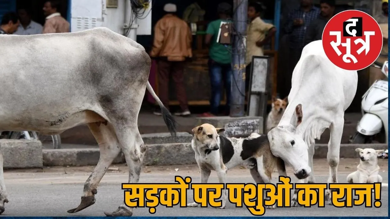 stray animal rajasthan