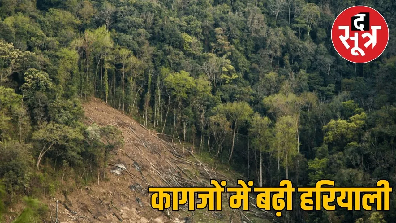forest in mp00