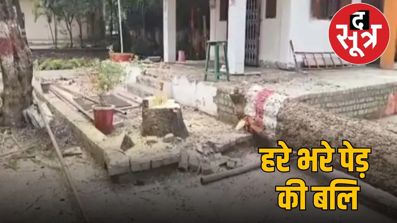 bilaspur-illegal-tree-cutting-forest-department the sootr