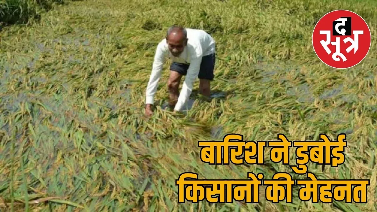 Rain destroyed pulses and oilseeds crops worth lakhs the sootr