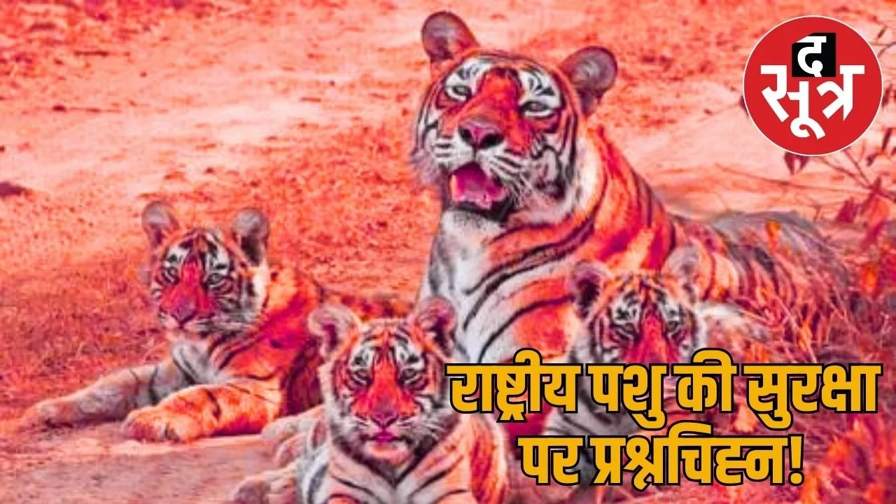 ranthambore-sariska-tiger-reserve-missing-tigers-search
