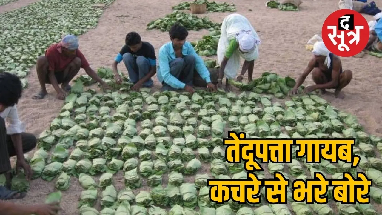 Tendu leaf scam theft of leaves worth 93 lakhs the sootr
