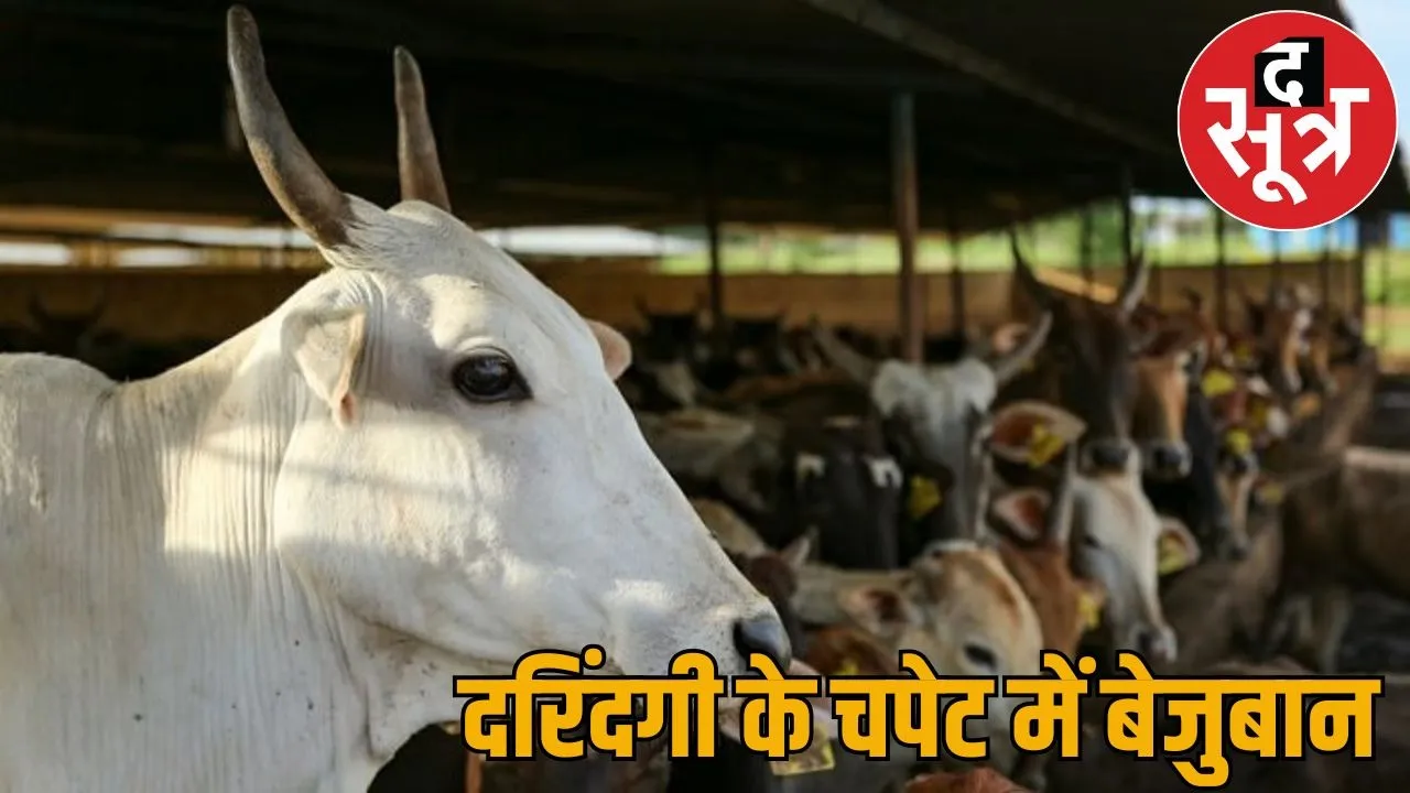 Unnatural act with cow video also made viral