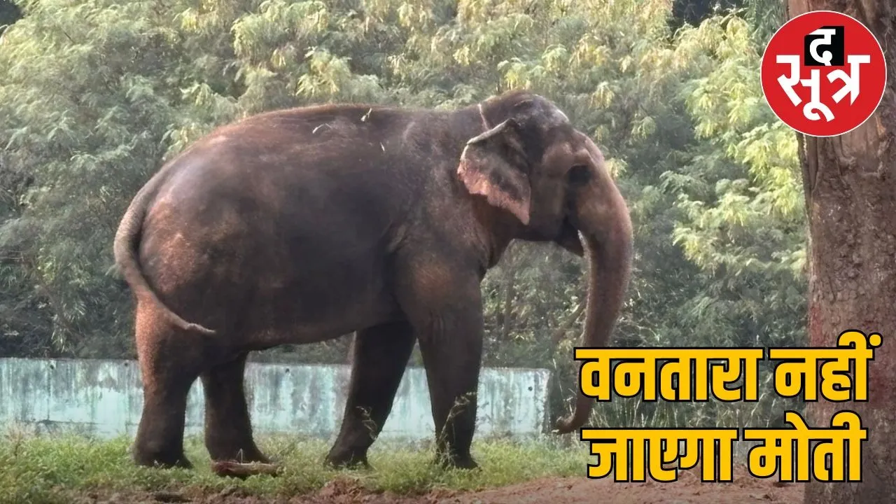 indore elephant moti
