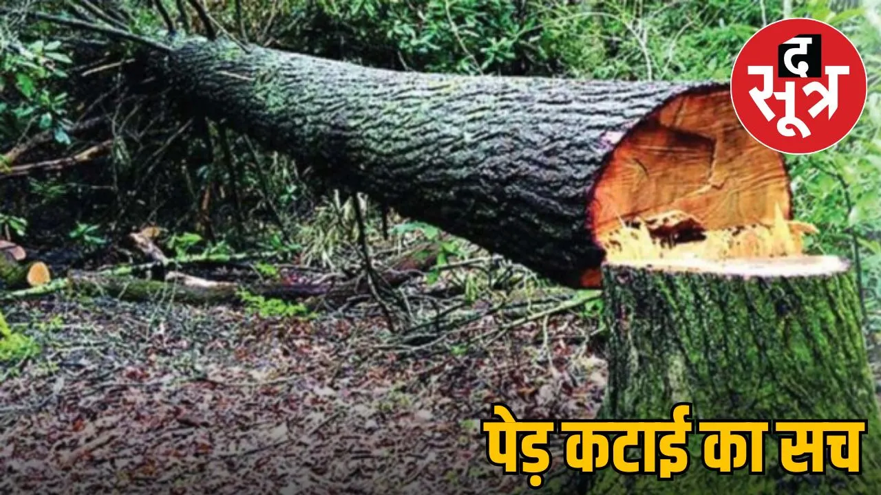 bhopal-tree-cutting-8000