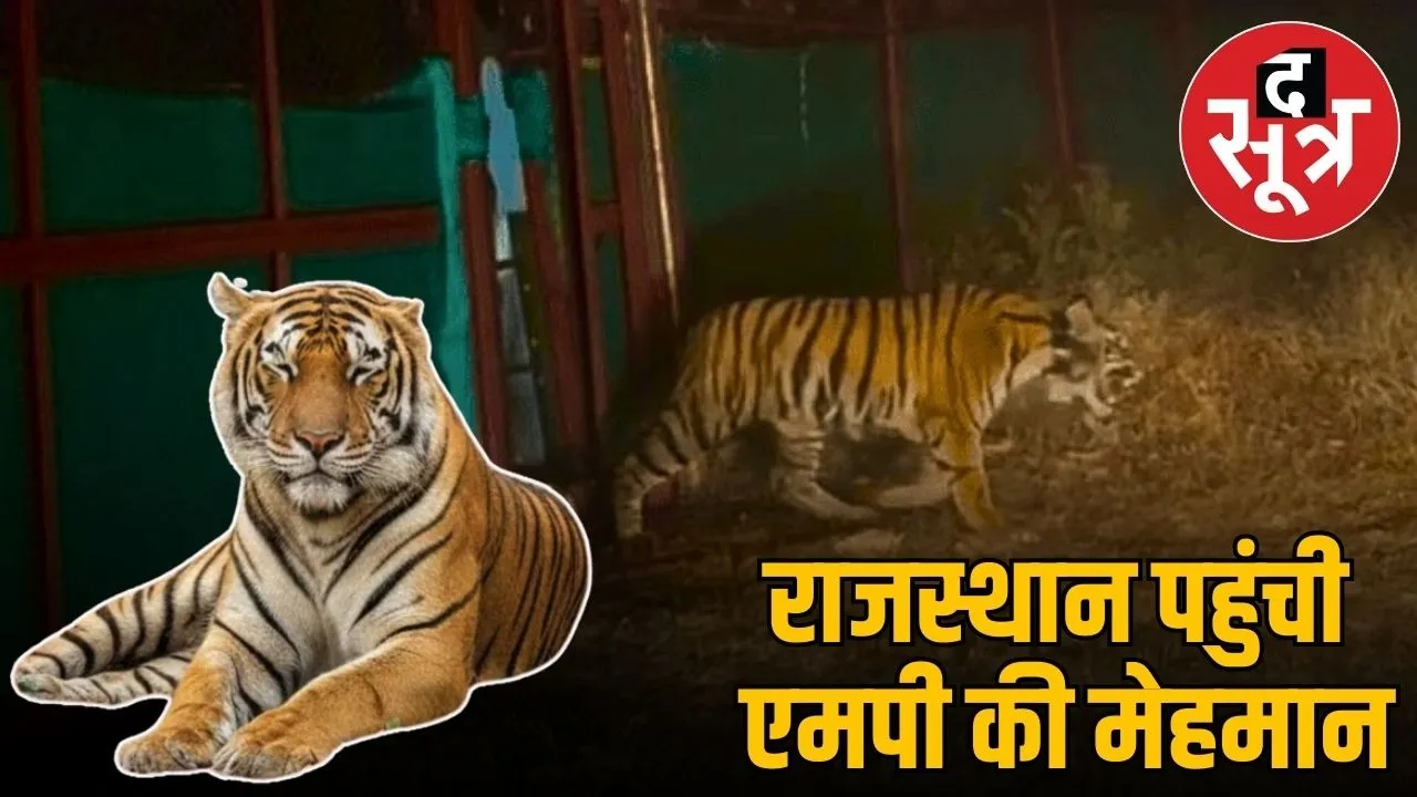 rajasthan-ramgarh-vishdhari-tiger-reserve-mp-pench-tigress-translocation-news