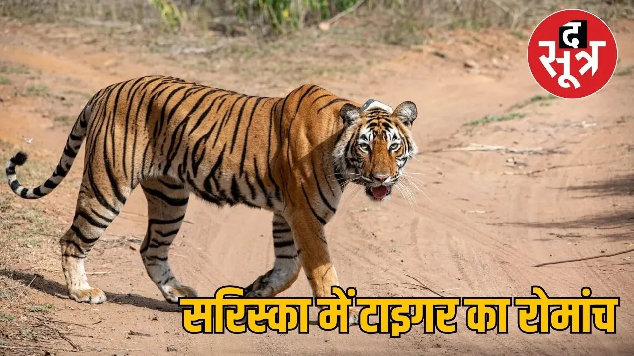 tiger