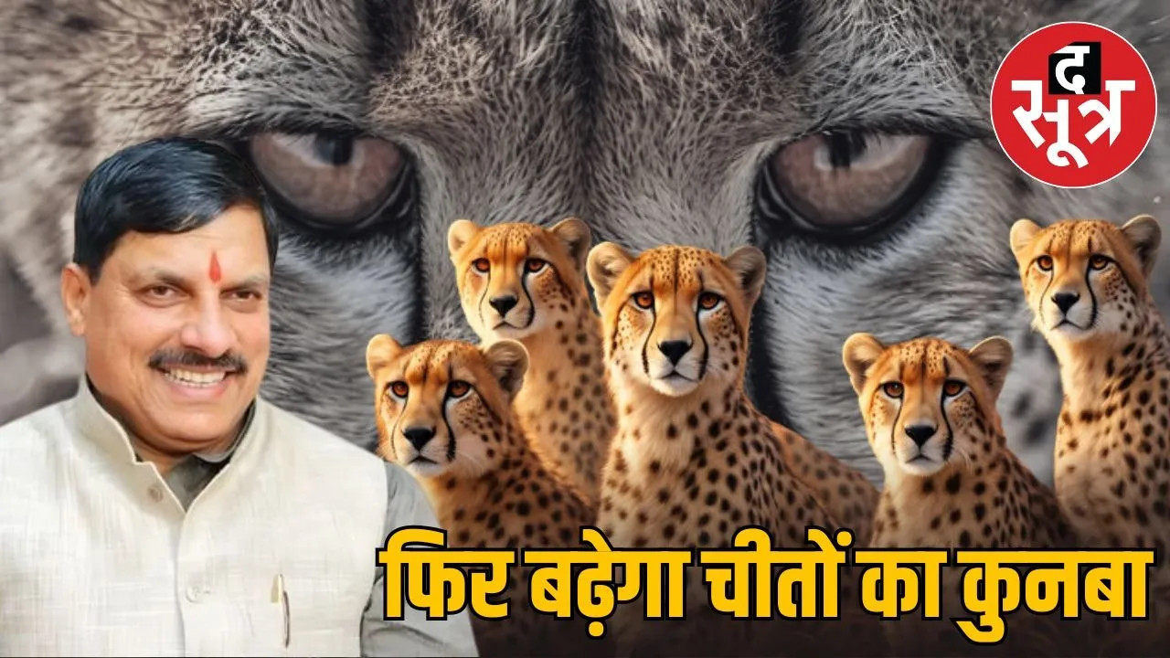 cheetah wild buffalo botswana assam madhya pradesh