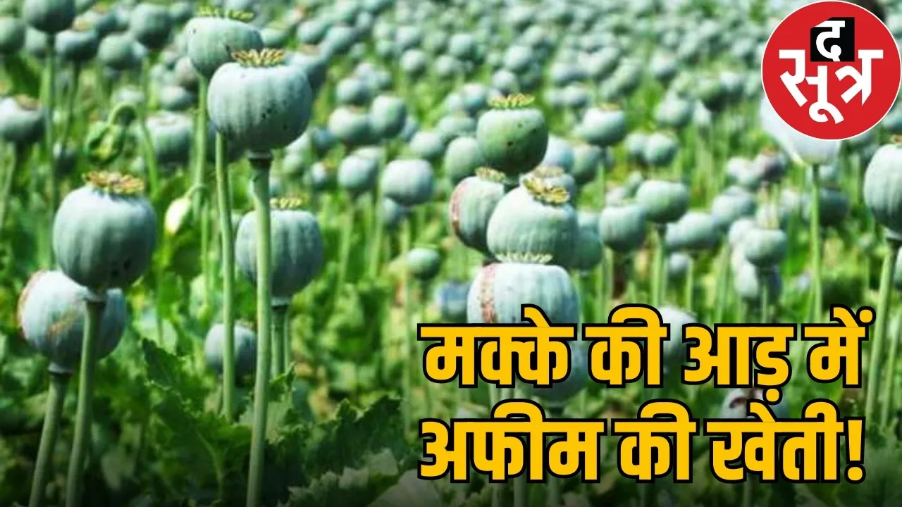 durg-bjp-leader-vinayak-tamrakar-illegal-opium-farming