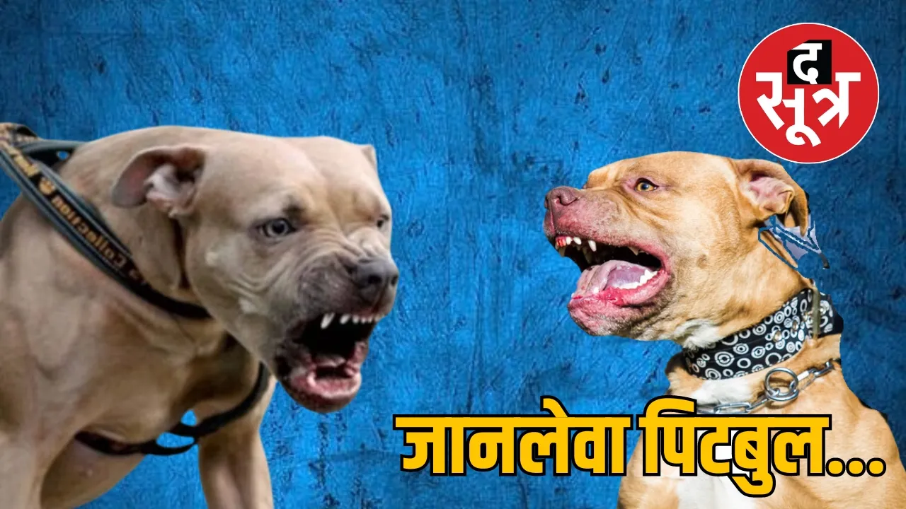 Chhattisgarh capital Raipur doctor pitbull dogs fatal attack on delivery boy द सूत्र