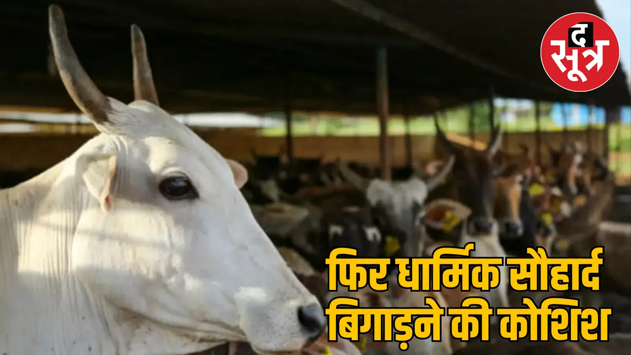 MP Seoni 50 cows slitting their throats murder case 