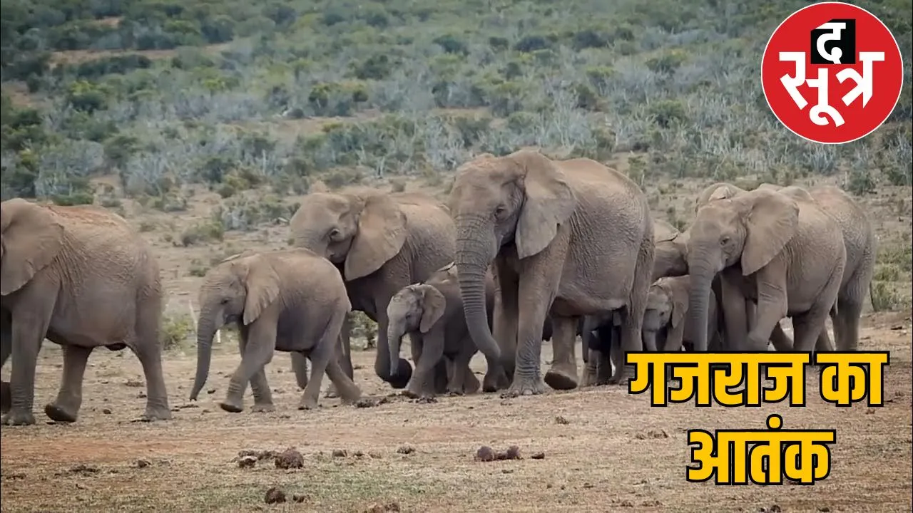 157 elephants group created stir raigarh