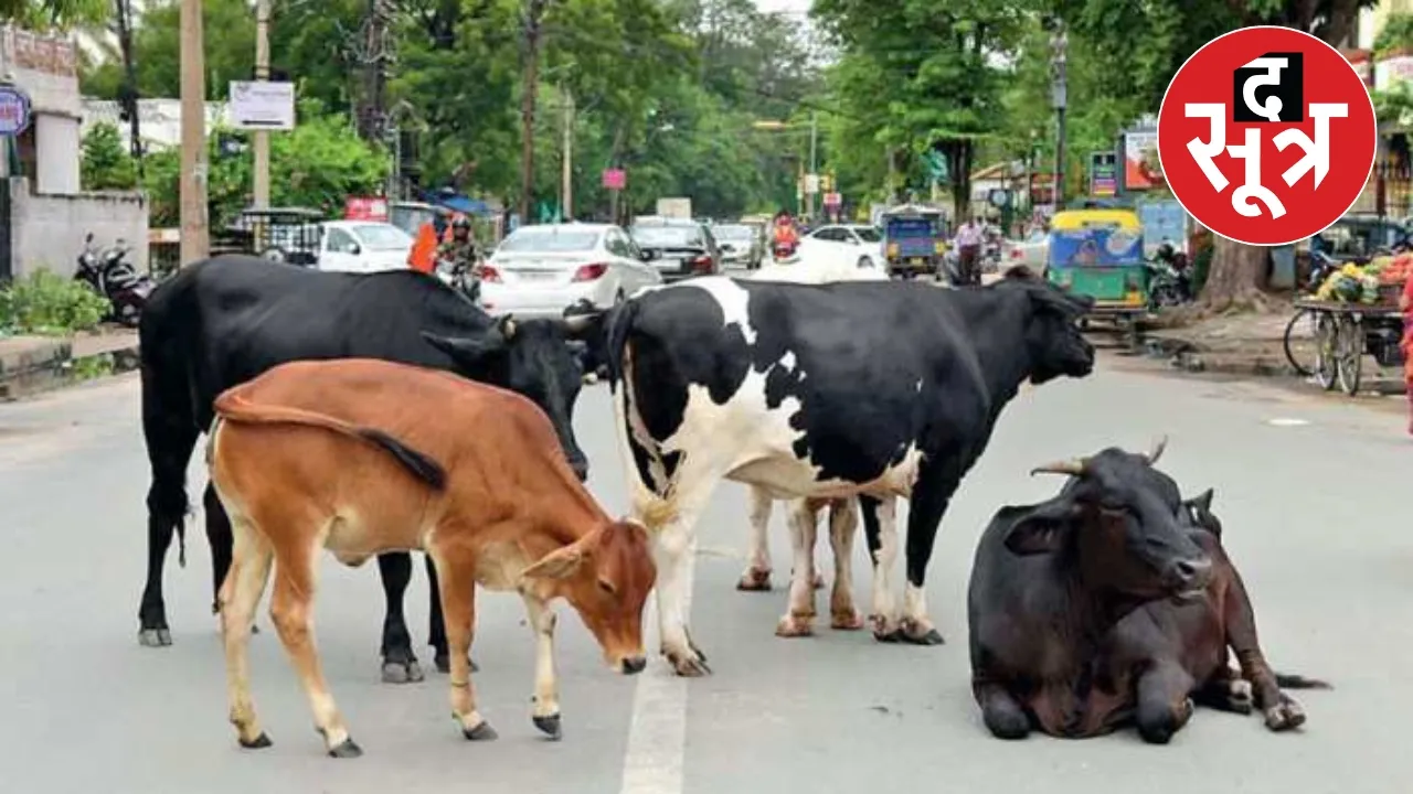 main road cow