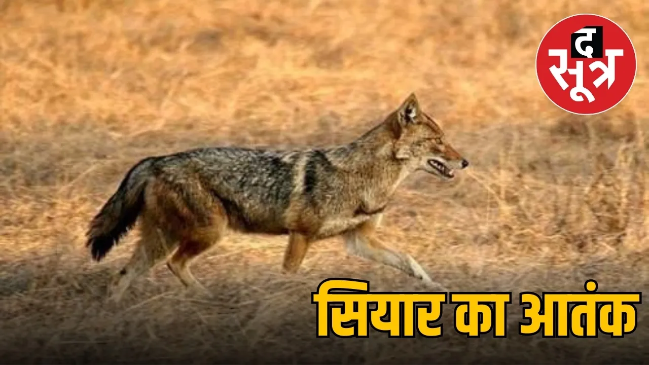 सियार का आतंक